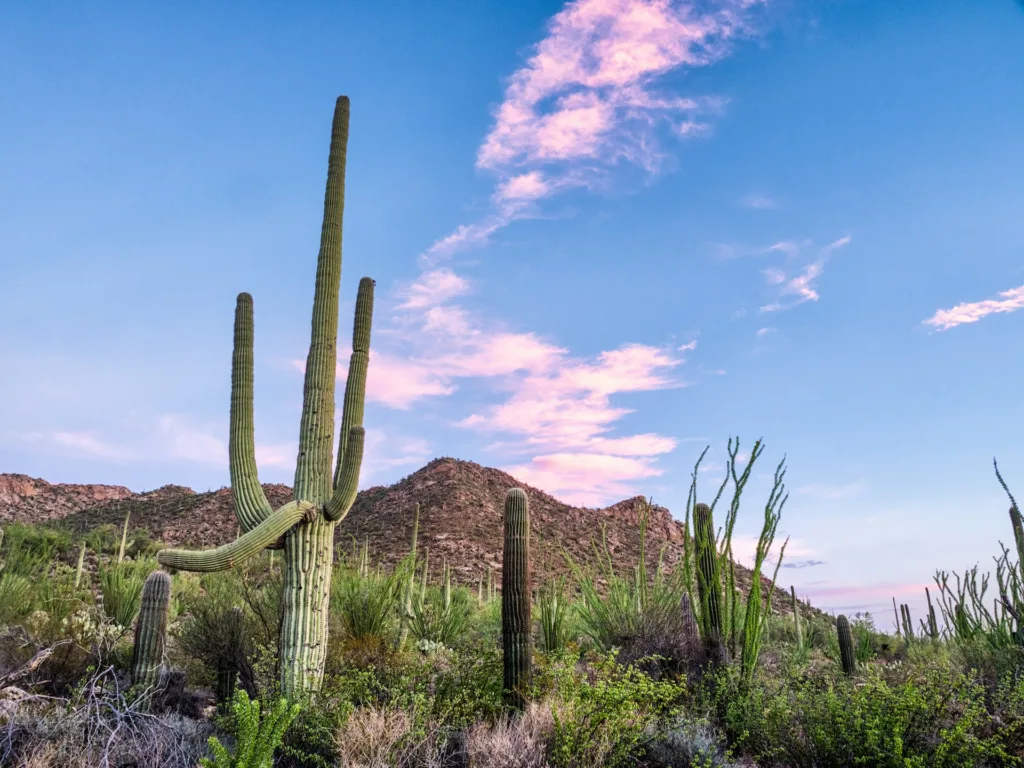 Saguaro National Park, Arizona